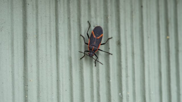 Eastern box elder bug (Boisea trivittata) in springtime.