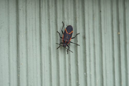 boxelder bug on green surface