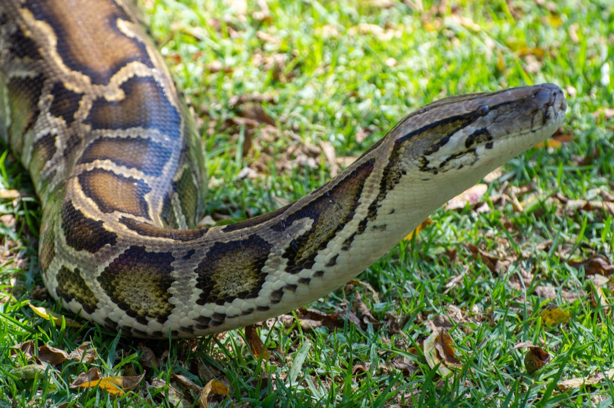 Scary 200-Pound Invasive Python Found in Florida — Best Life
