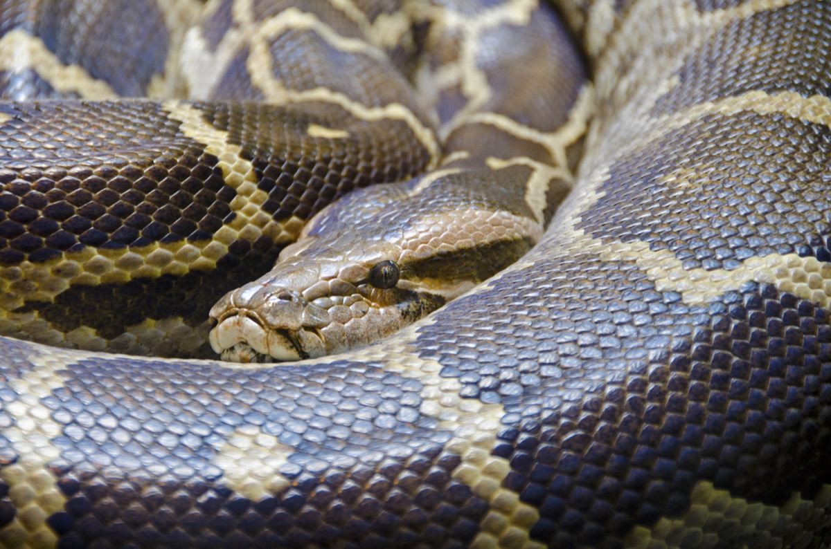 Scary 200-Pound Invasive Python Found in Florida — Best Life