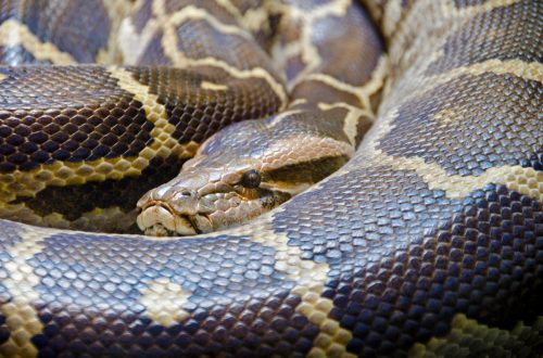 Close up of Indian python, Python molurus.