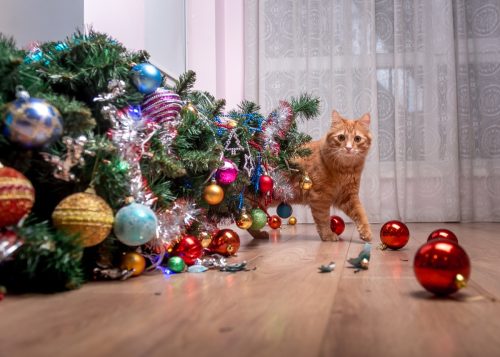 picture of a cat who has knocked over a christmas tree
