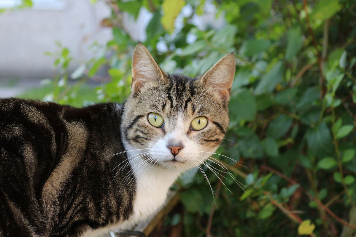 Close up of a surprised-looking cat outside in front of ivy