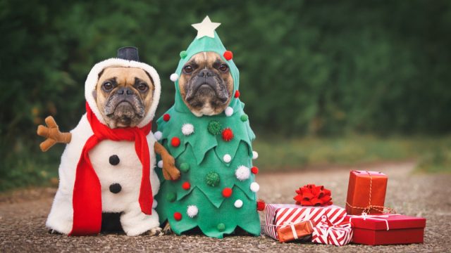 dogs in Christmas costumes to represent funny Christmas puns