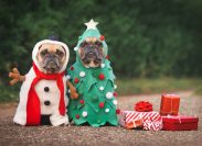 dogs in Christmas costumes to represent funny Christmas puns