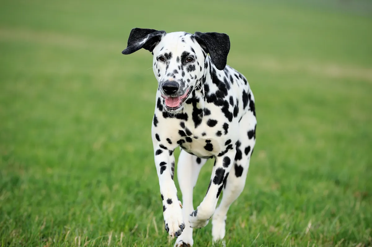 A Dalmatian dog running outside through grass