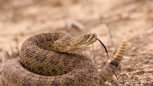 A rattlesnake coiled on the ground with its tongue out