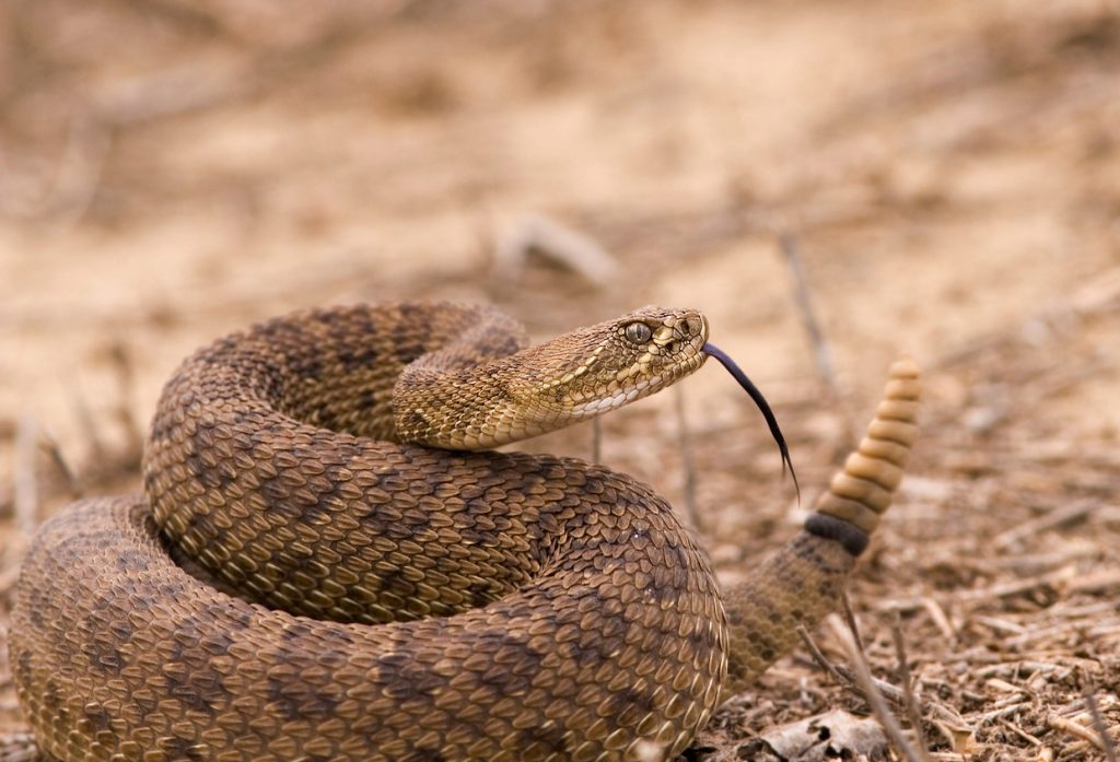 A rattlesnake coiled on the ground with its tongue out
