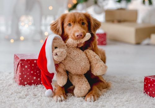 Toller retriever dog in Christmas time holding teddy bear toy