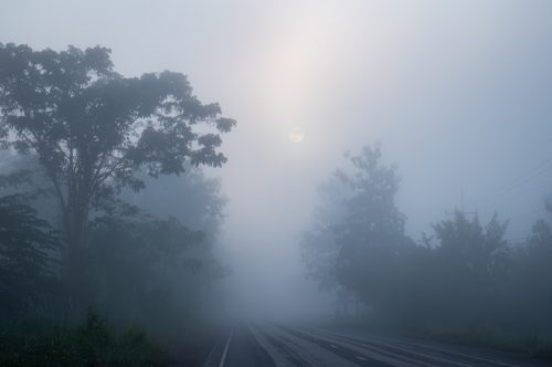 The road was thick with fog, with trees on both sides. morning atmosphere where the sun is rising and the mist
