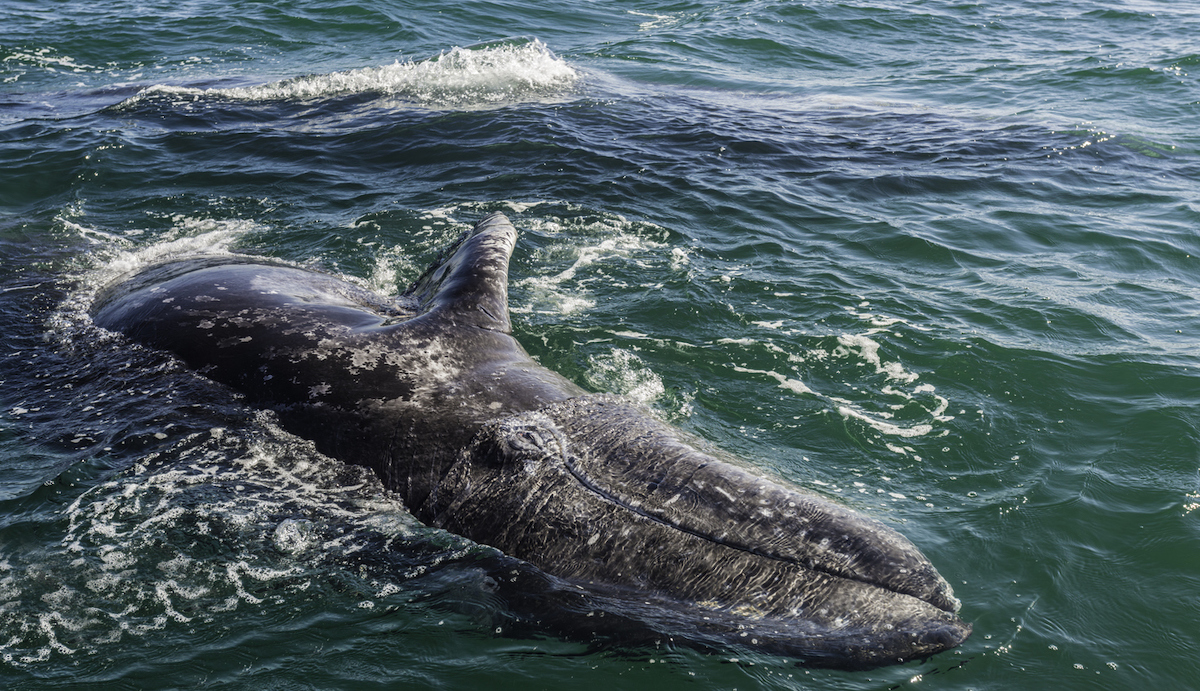A young Gray Whale calf swimming in the ocean.