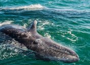 A young Gray Whale calf swimming in the ocean.