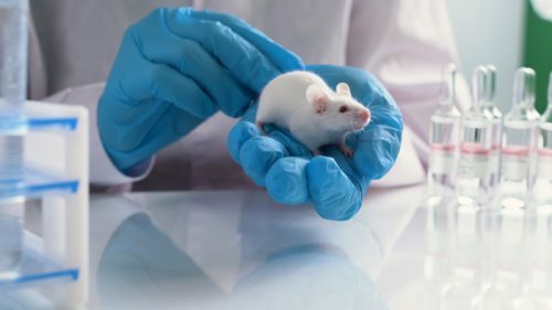 mouse in a lab being held by a researcher