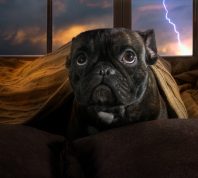 Dog hiding under covers during a thunder storm