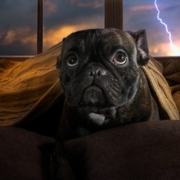 Dog hiding under covers during a thunder storm