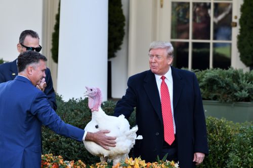 president donald trump pardoned a turkey at the annual ceremony