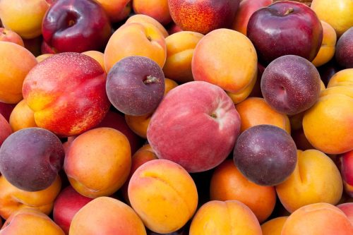 Pile of colorful summer fruits - apricots, nectarines, peaches, plums and red velvet apricots.