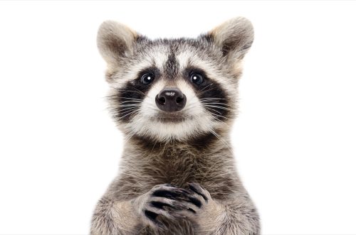 racoon against white background