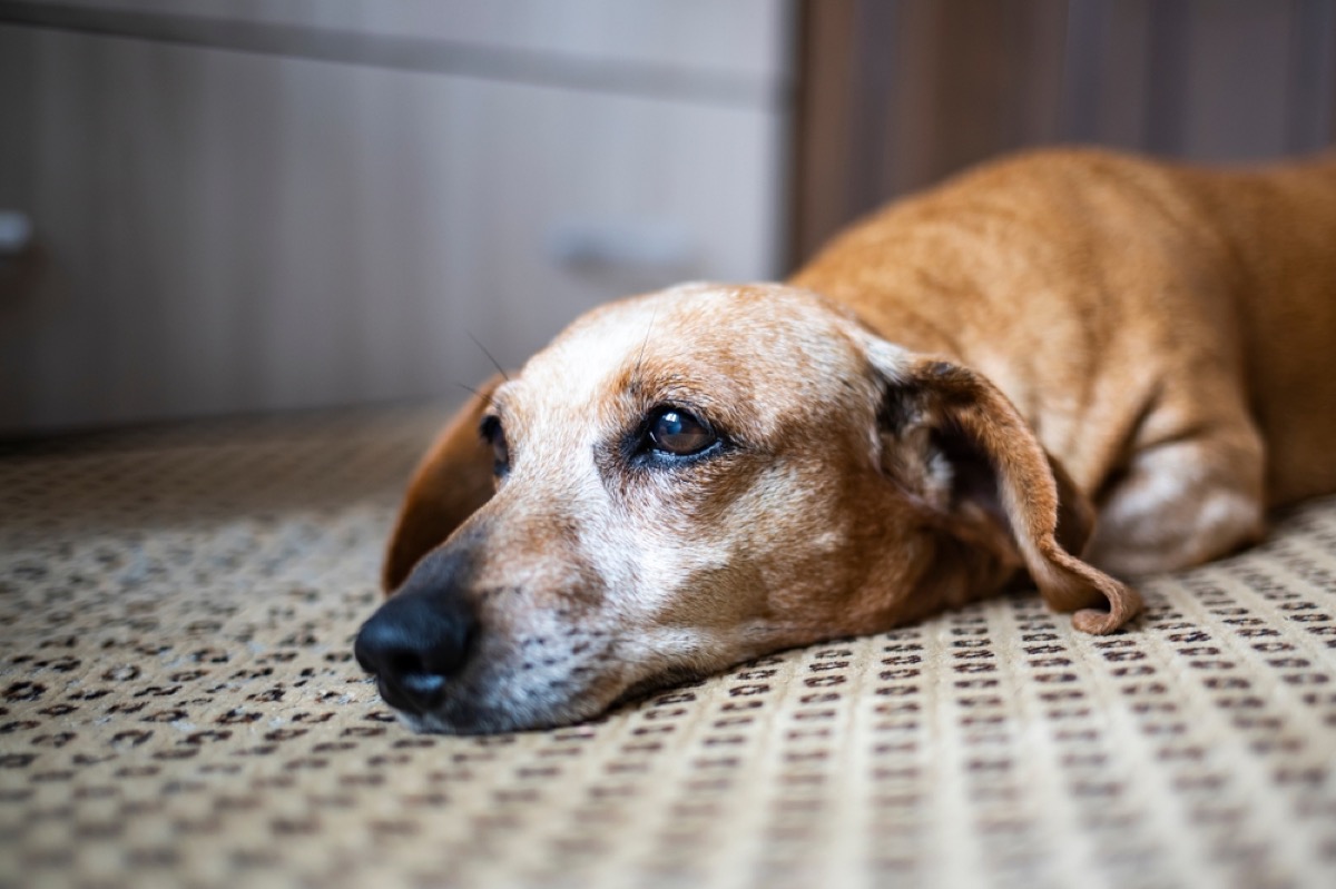 sad old dachshund lying down