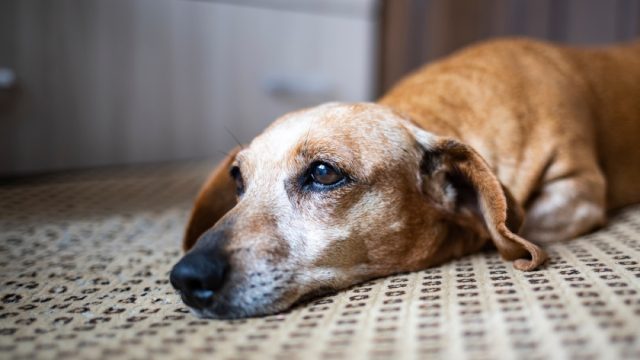 sad old dachshund lying down