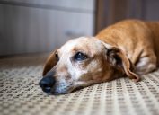 sad old dachshund lying down