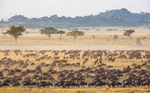 wildebeest at serengeti national park