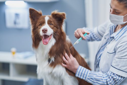 dog getting vaccine at the vet