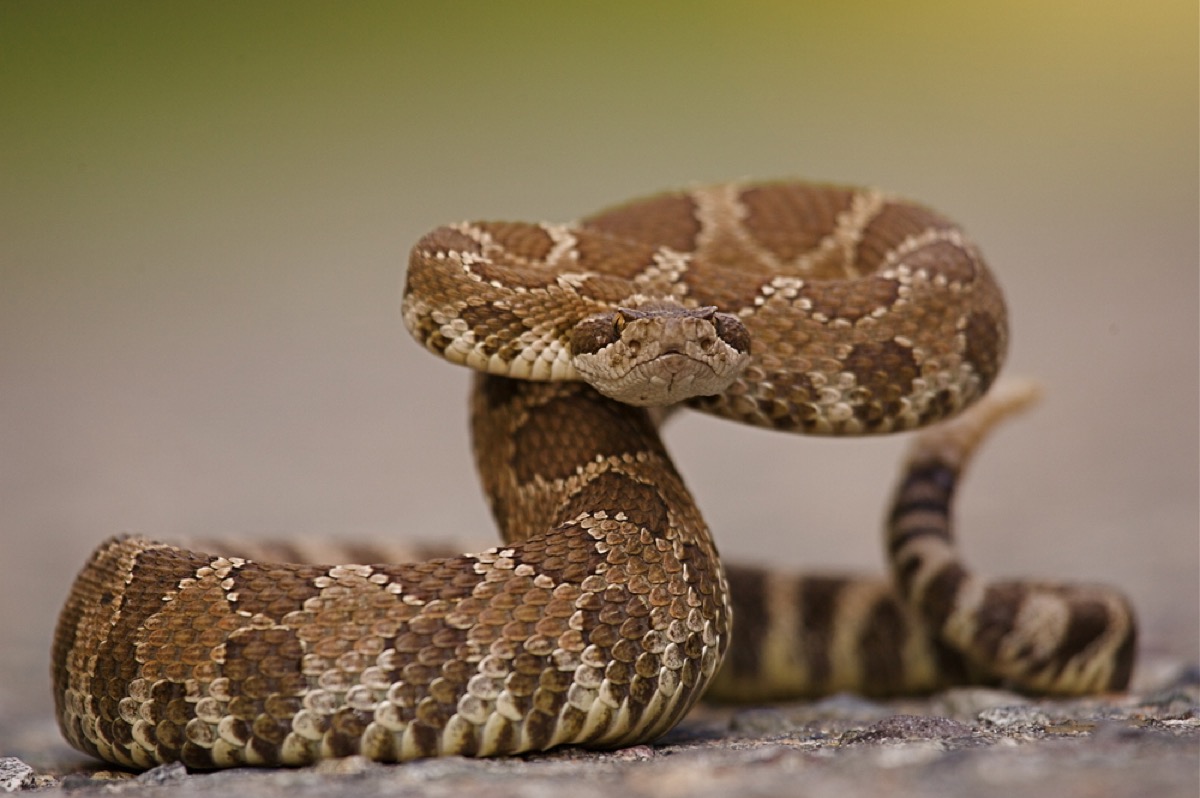 western rattlesnake ready to strike