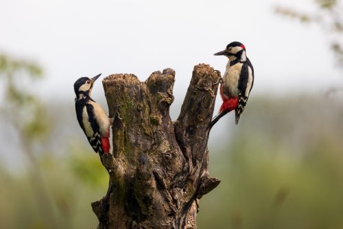 Couple great spotted woodpeckers foraging on tree trunk