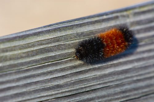 Pyrrharctia isabella close-up on a bench