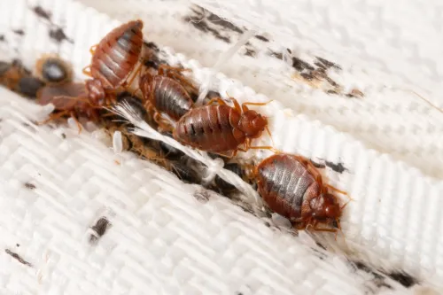 Bed Bugs Colony in Mattress