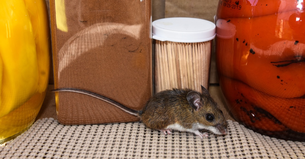 Household Tricks For Mice And Rats - Green Giant Home & Commercial