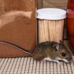 Mouse in Pantry