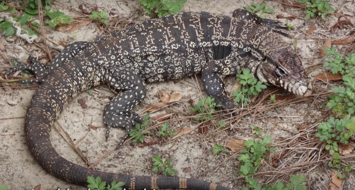SalmonellaSpreading Tegu Lizards Are Multiplying in the U.S. — Best Life