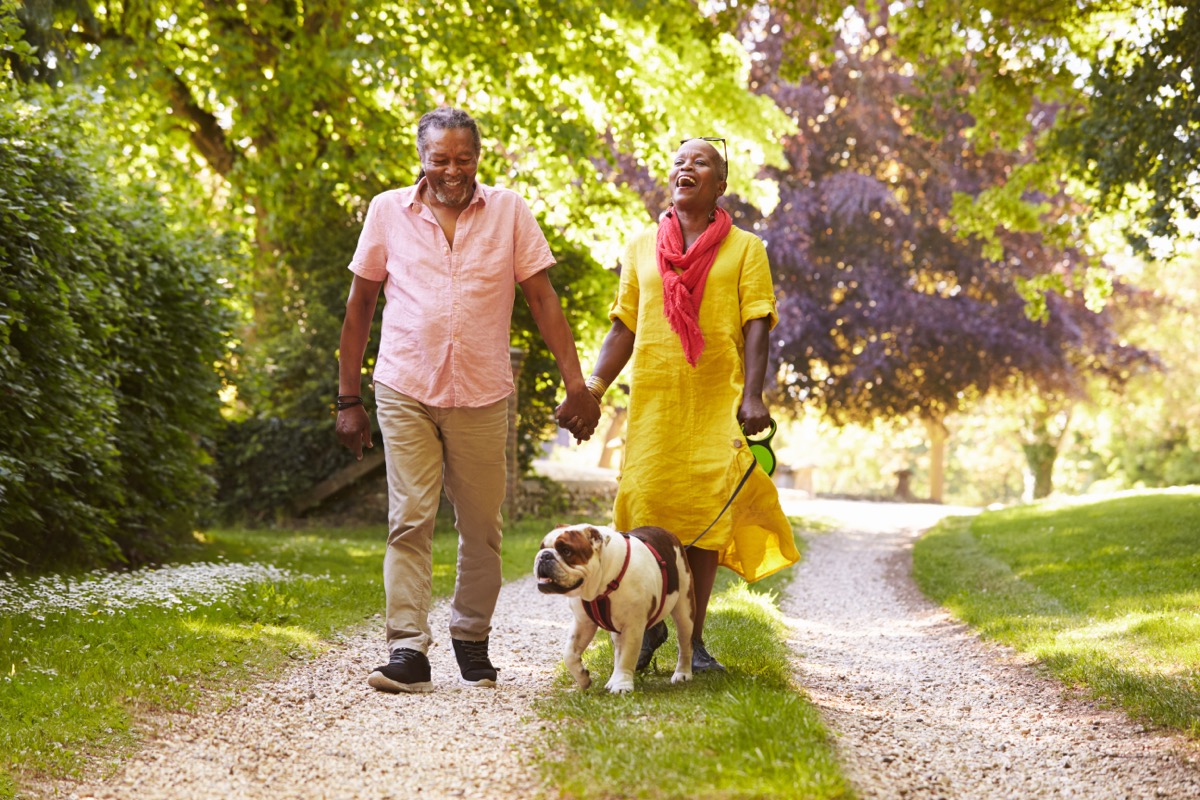 A mature couple holding hands and laughing while taking their bulldog for a walk outside