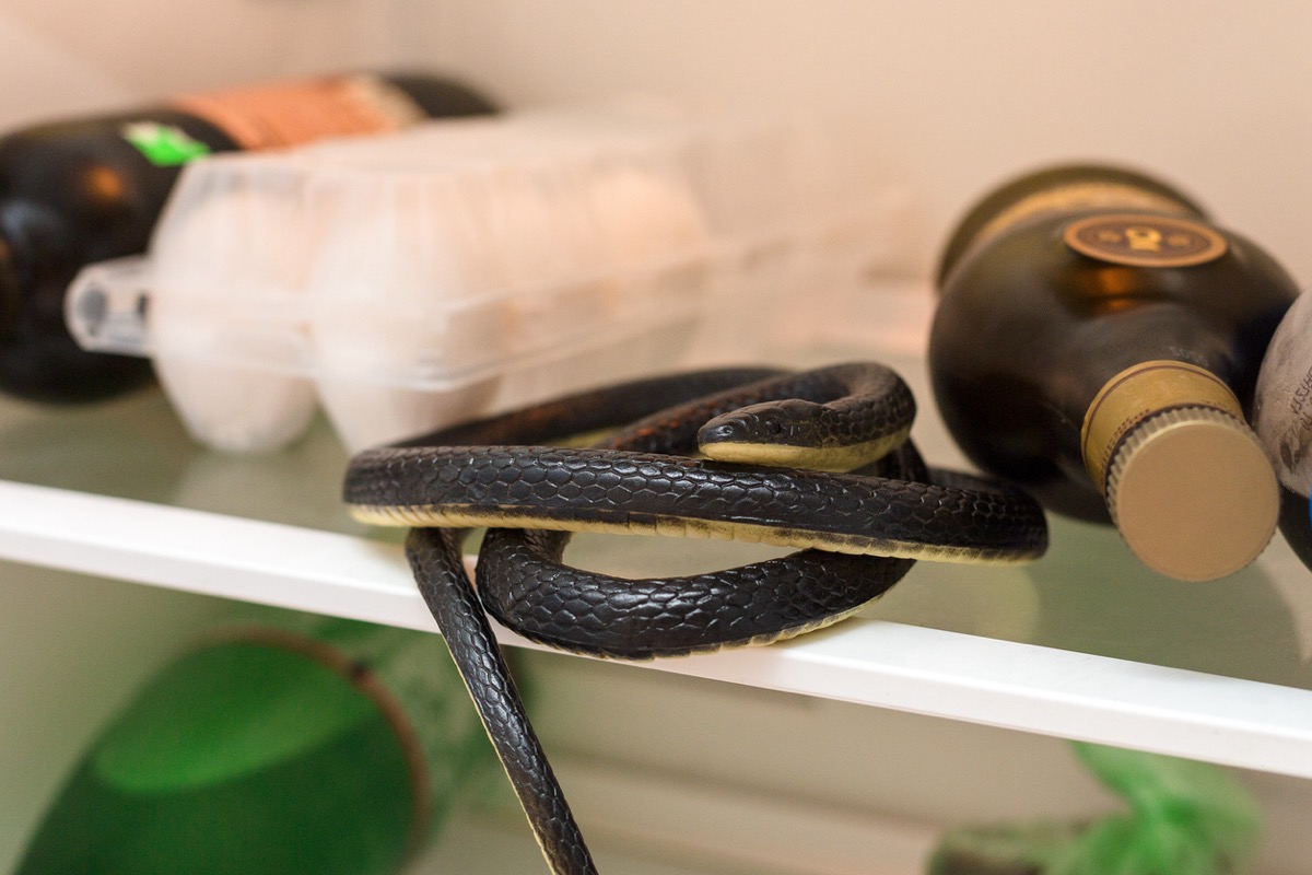 Snake in Refrigerator