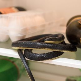 Snake in Refrigerator
