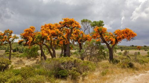 Nuytsia floribunda is a hemiparasitic plant found in Western Australia