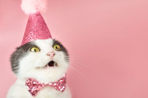 Surprised fold cat in a party birthday hat on a pink background
