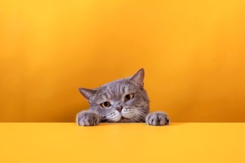 British shorthair cat on orange background