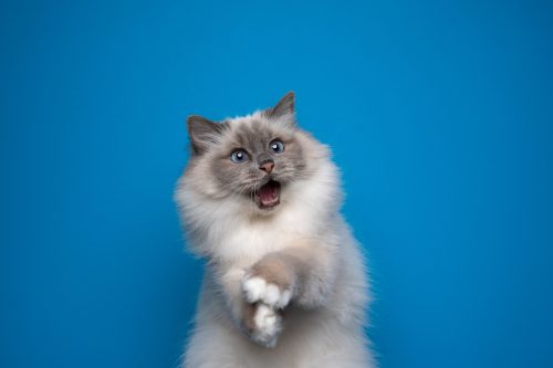 funny playful birman cat with blue eyes looking shocked against a blue background
