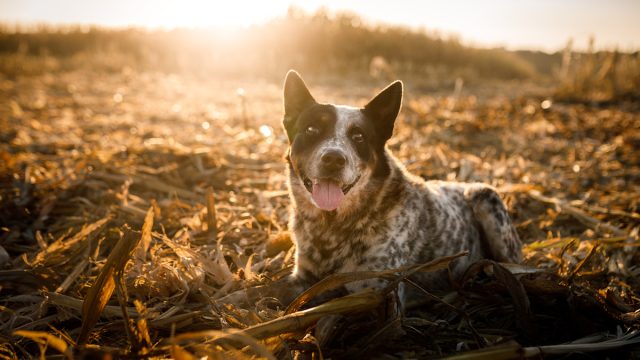 Dog lying down at a harvested field