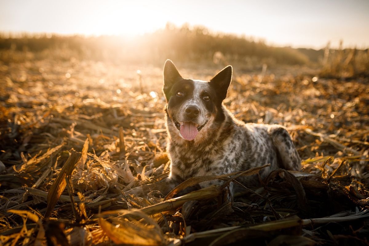 5 Worst Dog Breeds for First-Time Pet Owners, Vet Warns — Best Life