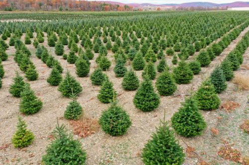 Christmas Tree farm in the valley