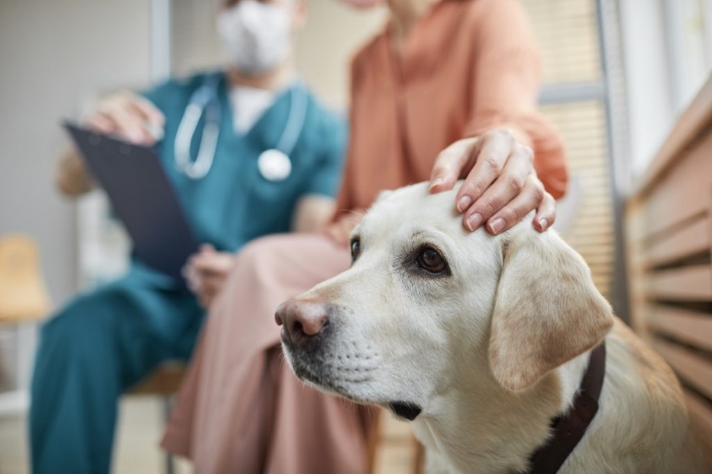 Close up of white Labrador dog at vet clinic with female owner petting him