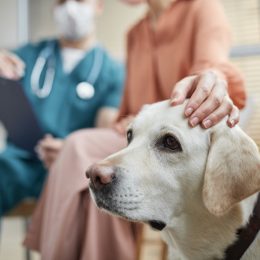 Close up of white Labrador dog at vet clinic with female owner petting him, copy space