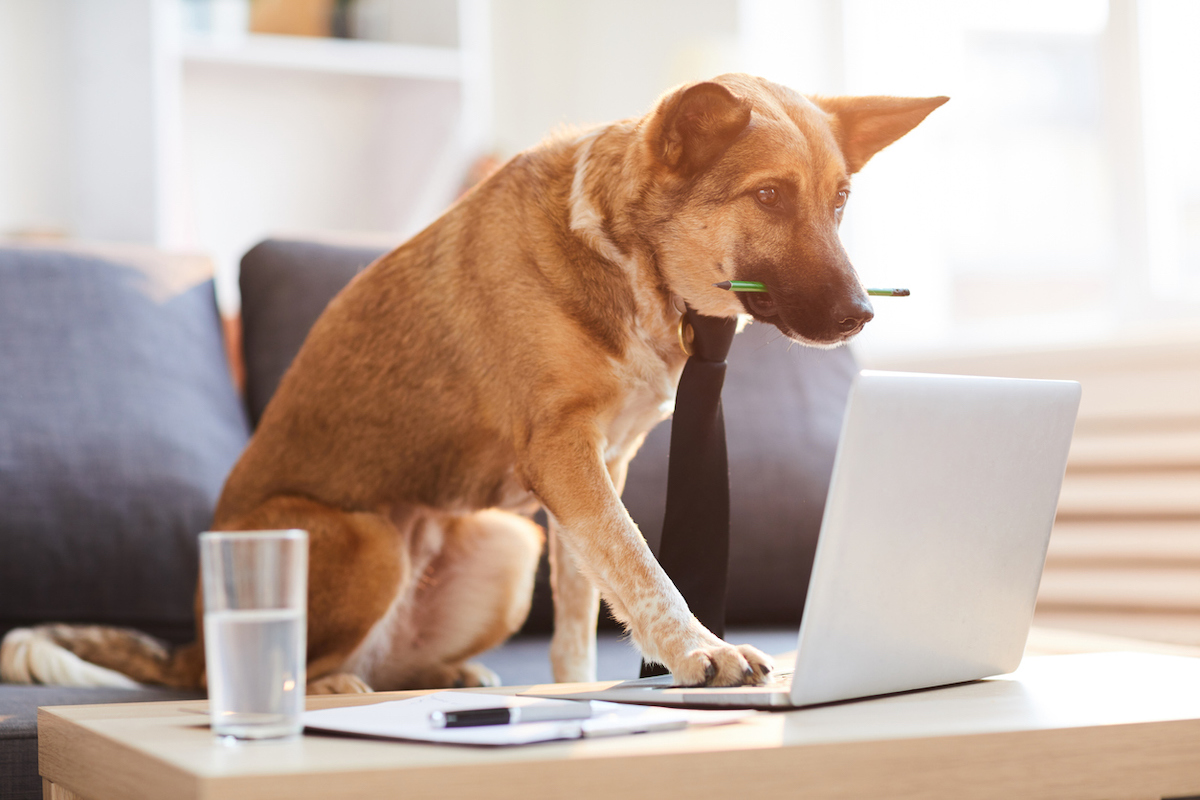 A dog wearing a tie with a pencil between its teeth using a laptop in a living room