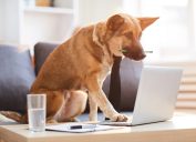 A dog wearing a tie with a pencil between its teeth using a laptop in a living room
