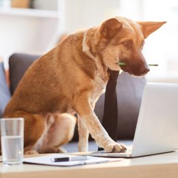 A dog wearing a tie with a pencil between its teeth using a laptop in a living room