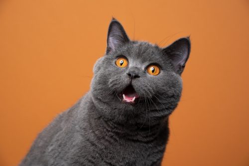 funny british shorthair cat portrait looking shocked or surprised on orange background 